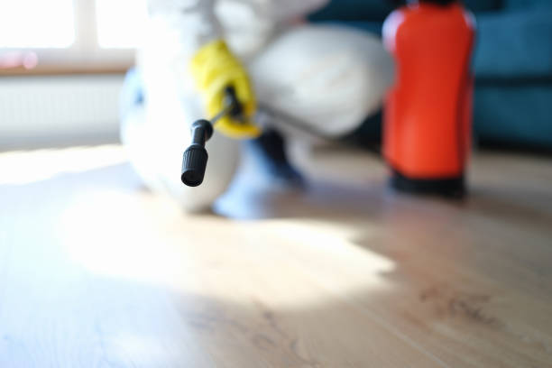 Reliable Sierra Vista, AZ Mold Removal Solutions