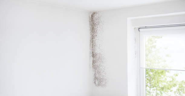 Best HVAC Mold Inspection and Cleaning  in Sierra Vista, AZ