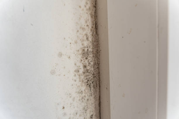  Sierra Vista, AZ Mold Removal Pros